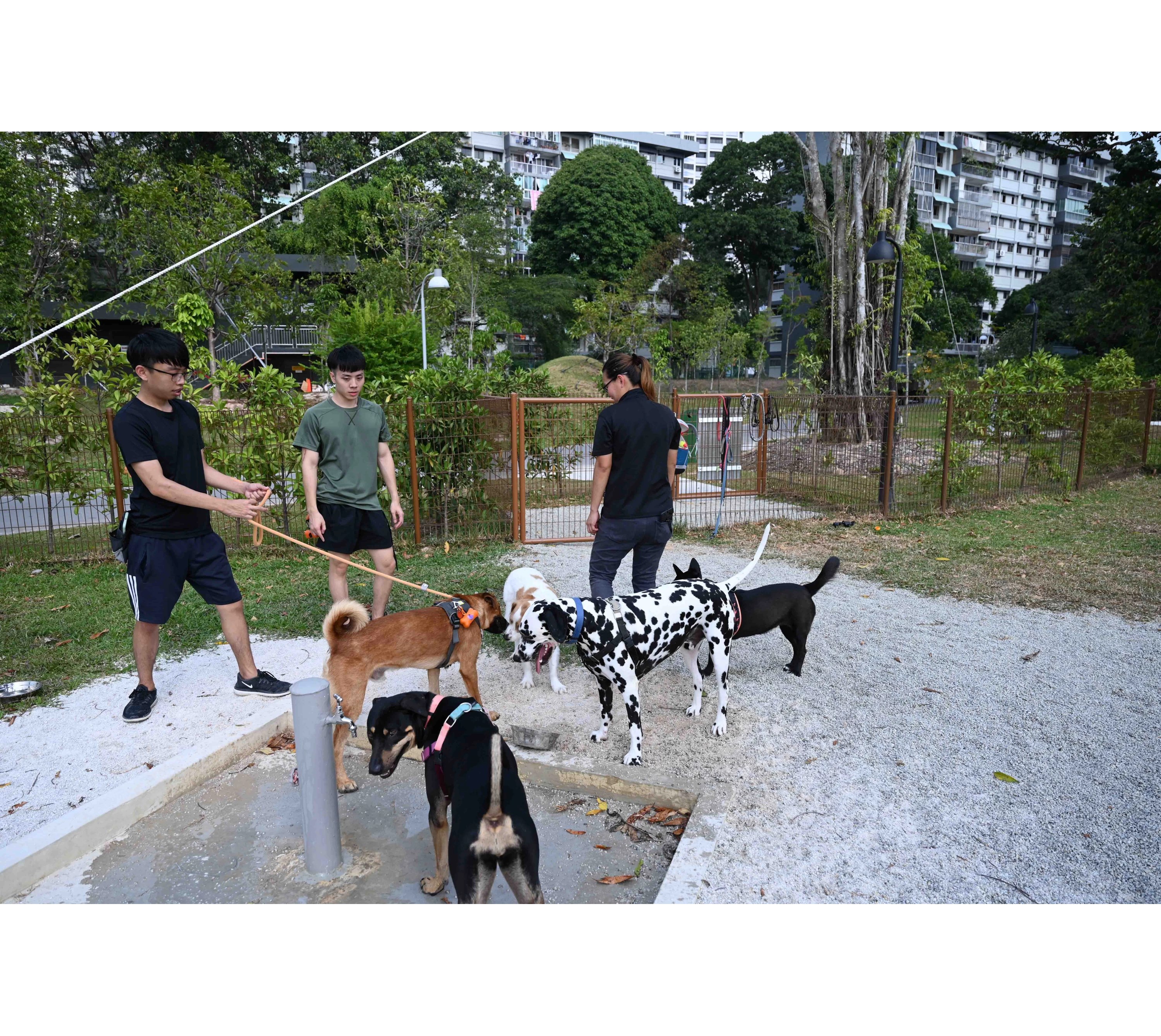 Can We Bring Dogs To Sentosa